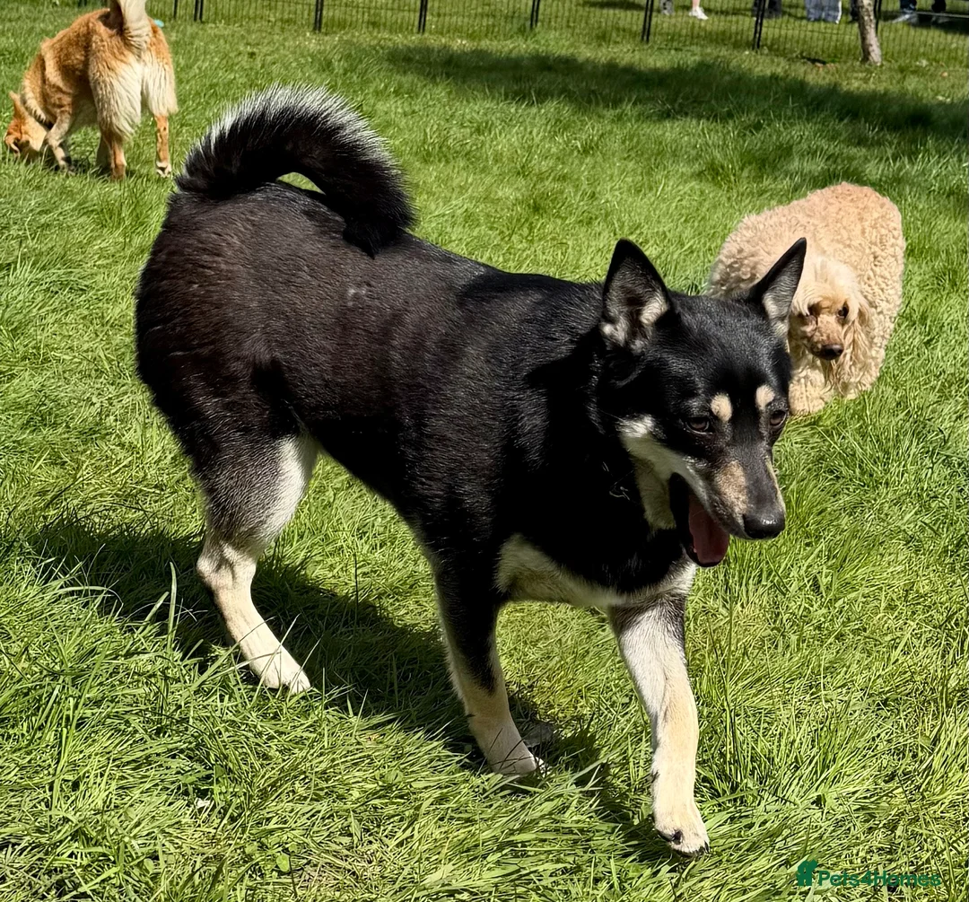German Shepherd dogs for adoption: 🐾 JULIA – German Shepherd (Female) in West Malling - Advert 2