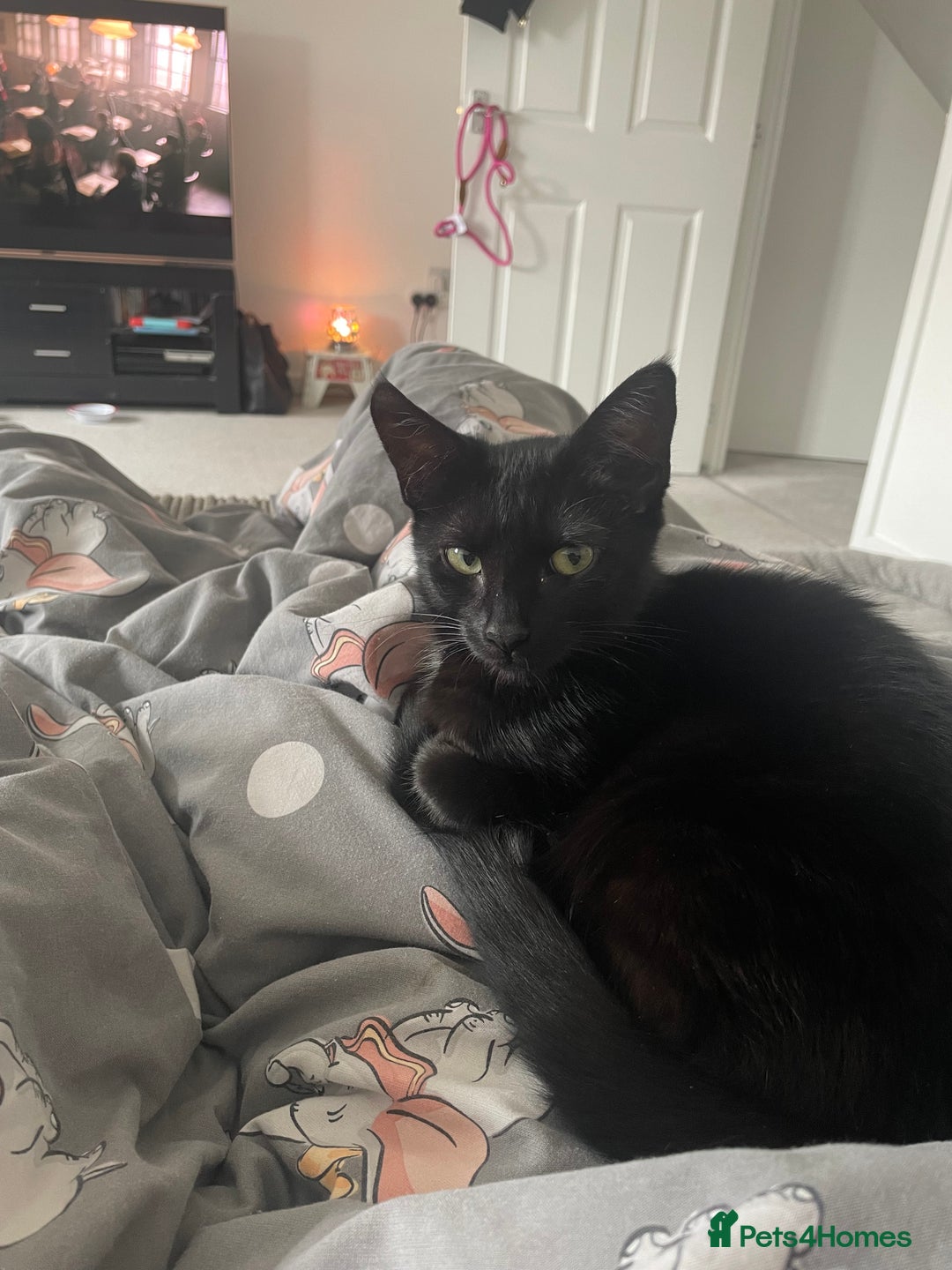 Domestic Shorthair cats for sale: 4 gorgeous Tabby kittens ready 26-1-26 - Advert 40