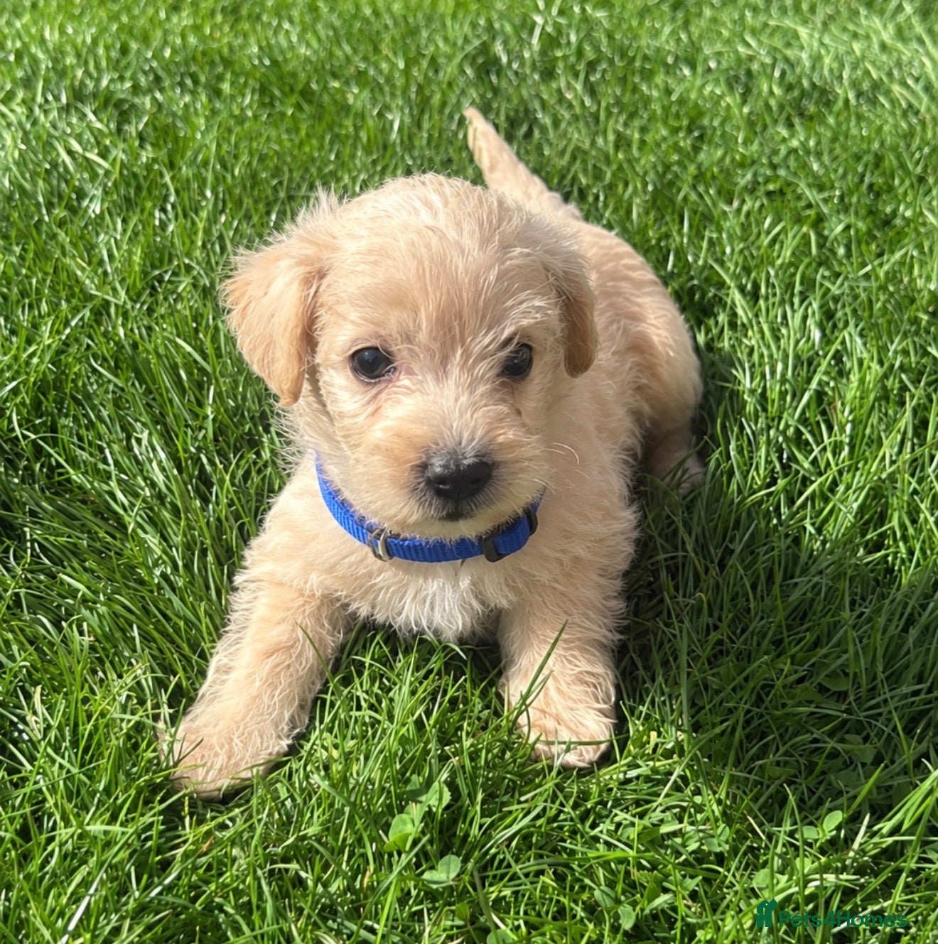 Westiepoo dogs Stunning Westiepoo’s From Health Tested Parents 🧬 - Advert 1