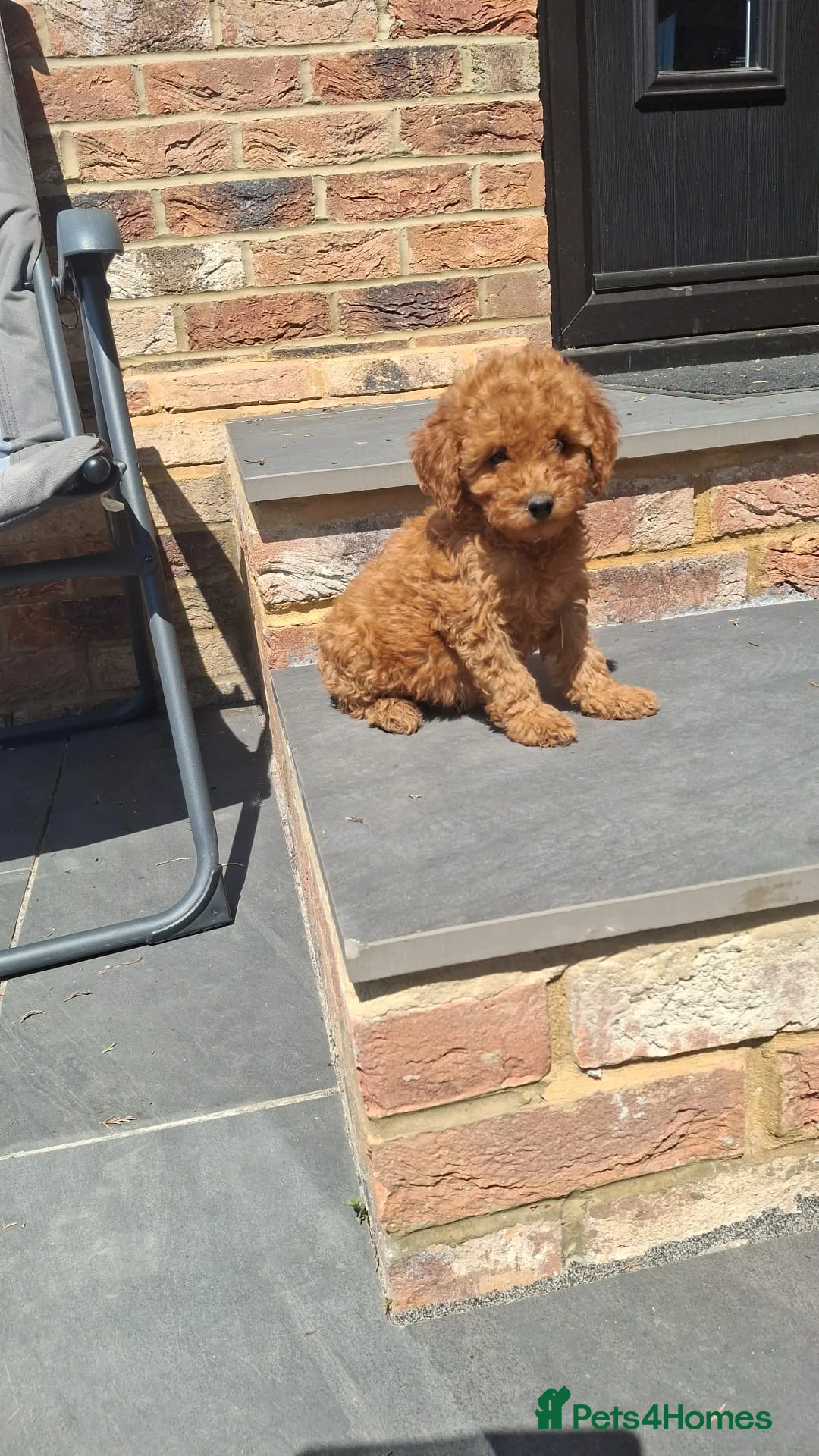 Cockapoo dogs for sale: F1b cockapoo puppies  in Staines - Advert 17