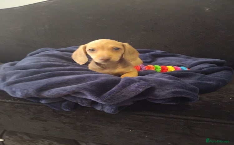 Miniature Dachshund dogs - Advert 3