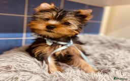 Yorkshire Terrier dogs for sale: Boy Yorkshire Terrier  - Image 6