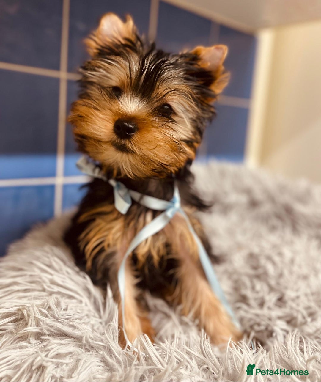 Yorkshire Terrier dogs for sale: Boy Yorkshire Terrier  - Image 6