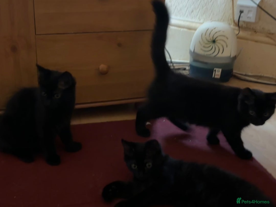 Mixed Breed cats for sale: 3 Kittens ready ASAP  - Image 15