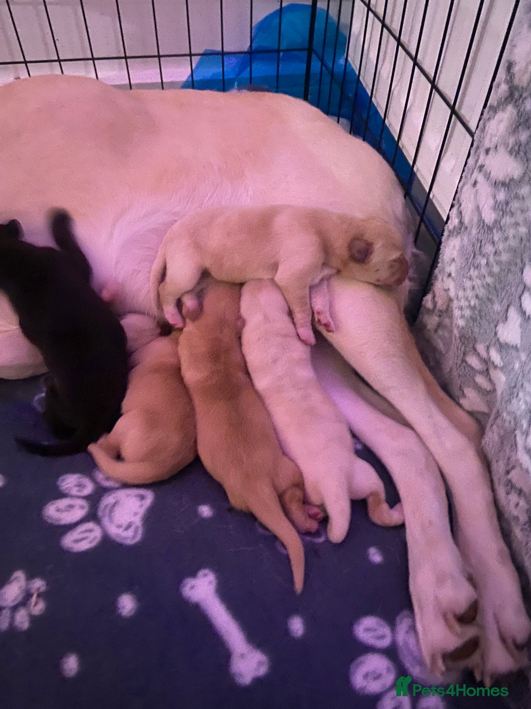 Labrador Retriever dogs for sale: KC Chunky Labrador Puppies - Advert 15