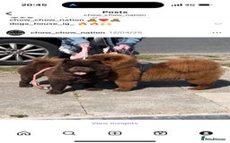 Chow Chow dogs for sale: Lilac and chocolate chows AT carriers  - Image 1