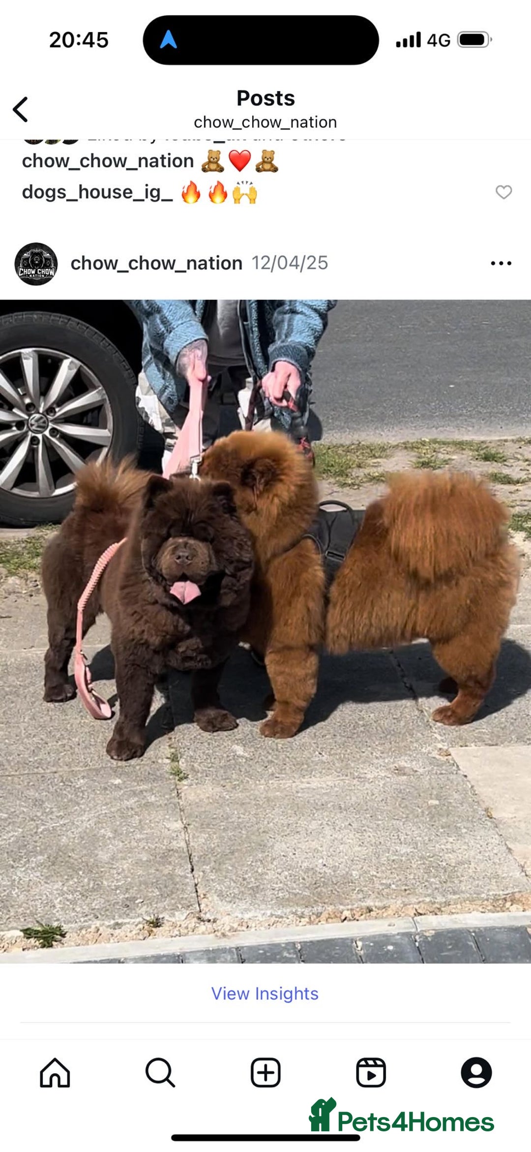 Chow Chow dogs for sale: Lilac and chocolate chows AT carriers  - Image 1