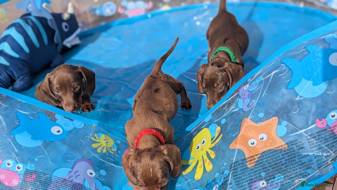 Dachshund dogs for sale: Dachshund puppies - Image 6