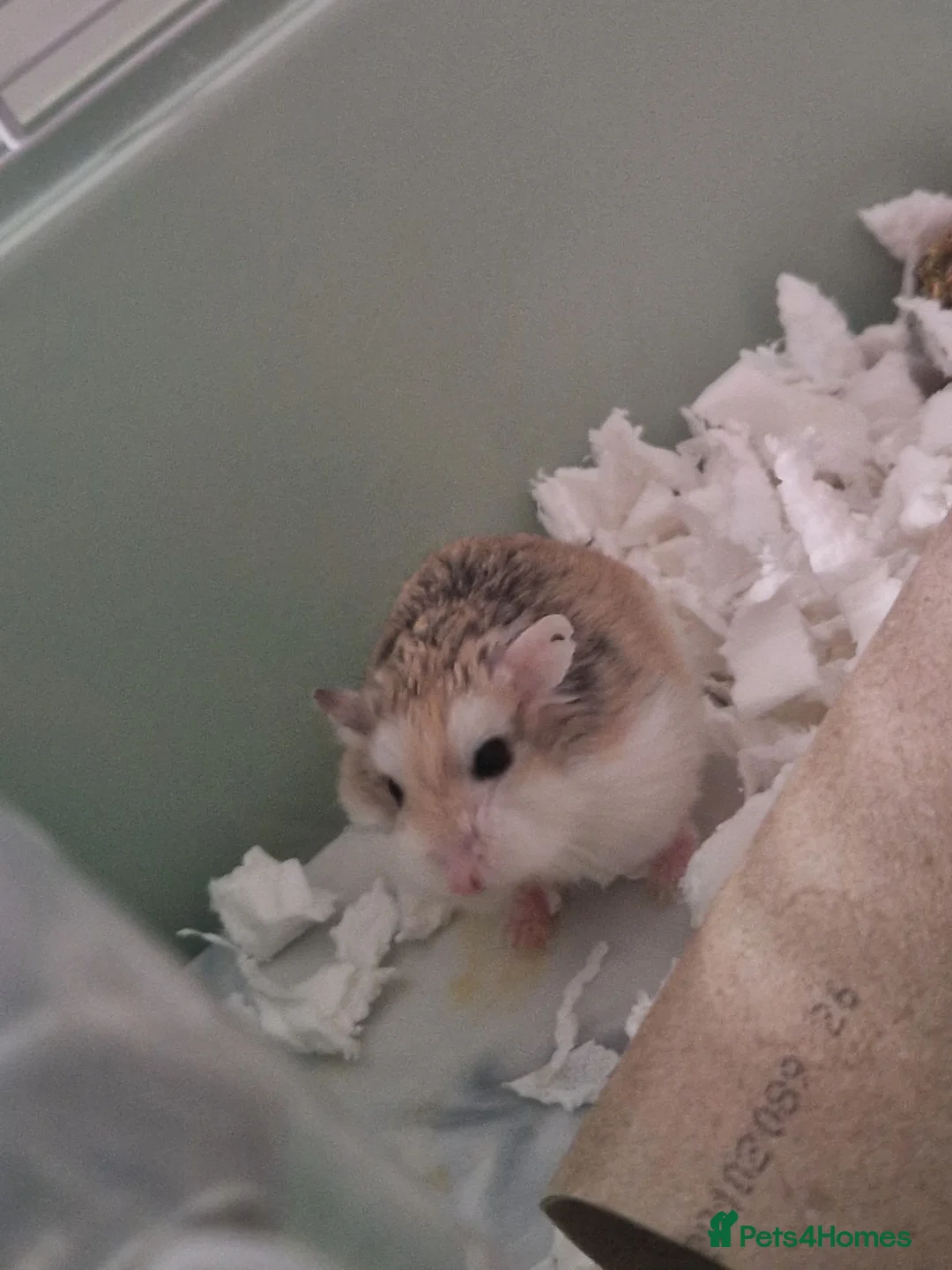 Hamster rodents for sale: Robo hamster  - Advert 2