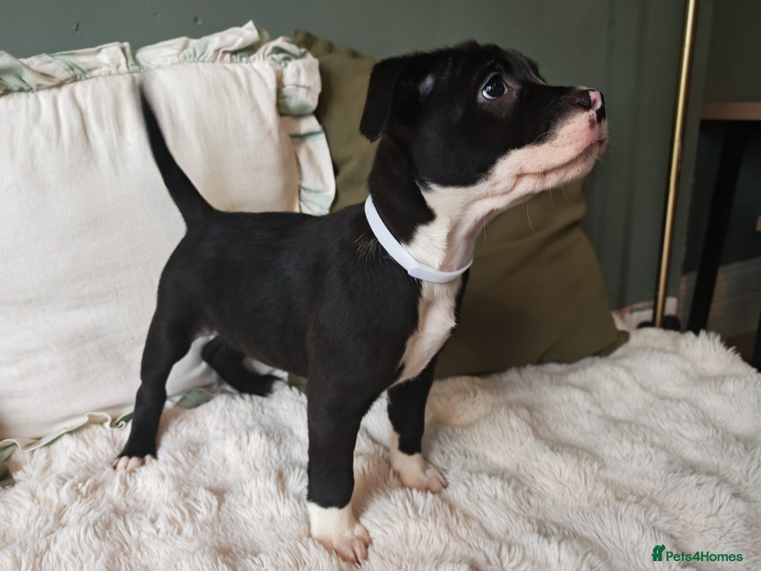 Mixed Breed dogs for sale: Olde English Bulldogge/Staffy Collie - Advert 3