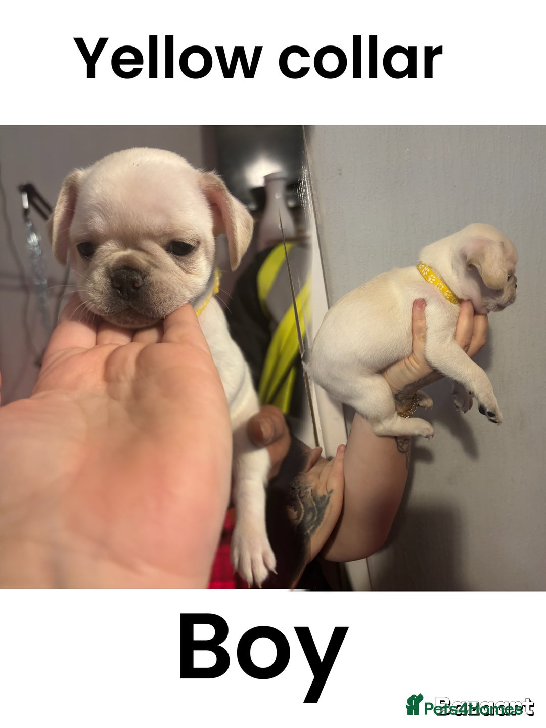 Frug dogs for sale: Frug Puppies For sale - Advert 7
