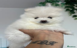 Pomeranian dogs for sale: Adorable White Teddy-Bear Pom Puppies! - Image 16