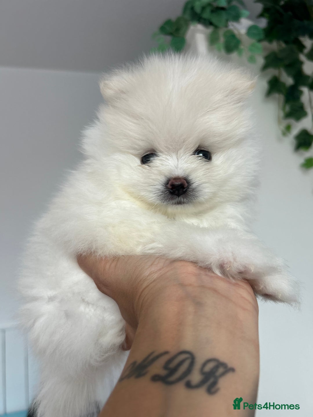 Pomeranian dogs for sale: Adorable White Teddy-Bear Pom Puppies! - Image 16