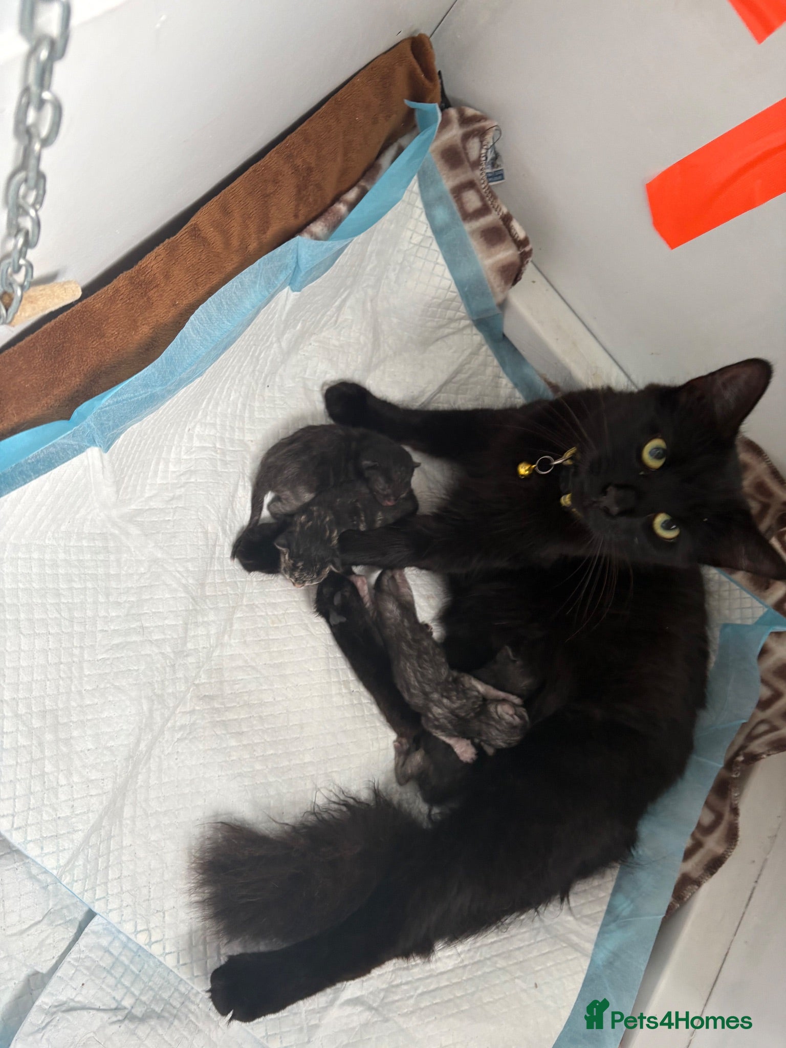 Mixed Breed cats 3 Kittens | 2 Boys, 1 Girl - Advert 1
