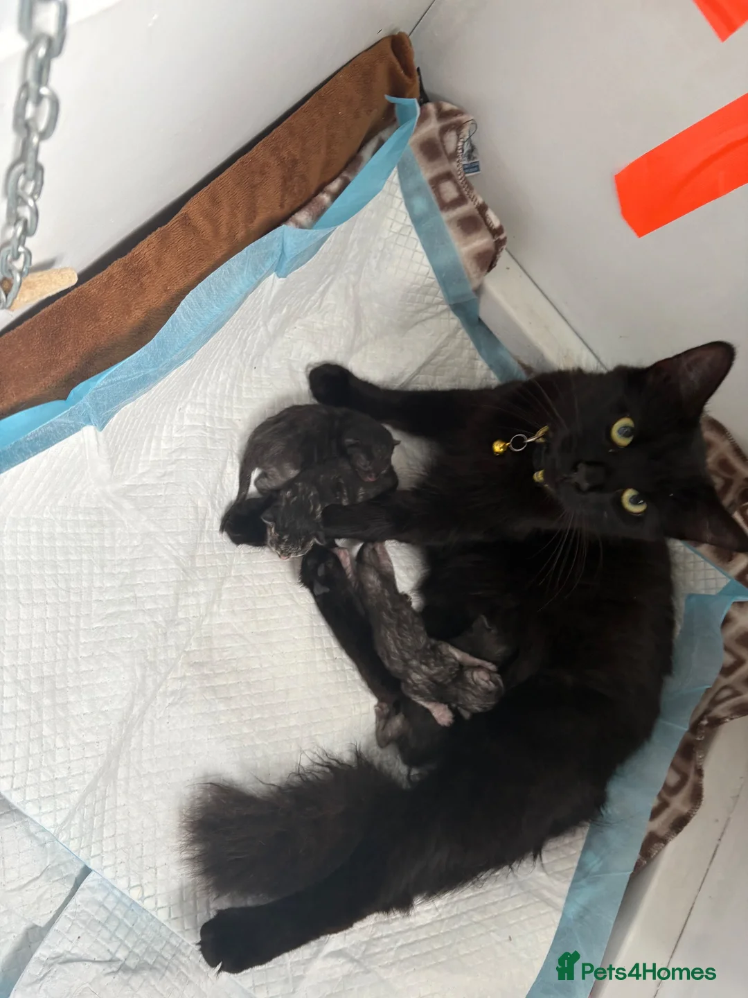 Mixed Breed cats for sale: 3 Kittens | 2 Boys, 1 Girl - Advert 1