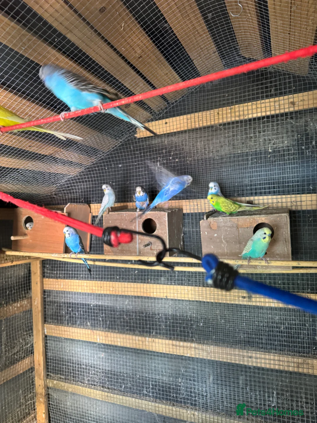 Budgerigars birds for sale: Budgies for sale - Advert 3