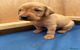 Labrador Retriever dogs for sale: Ready Now Fox Red Labrador Puppy Available  - Image 18