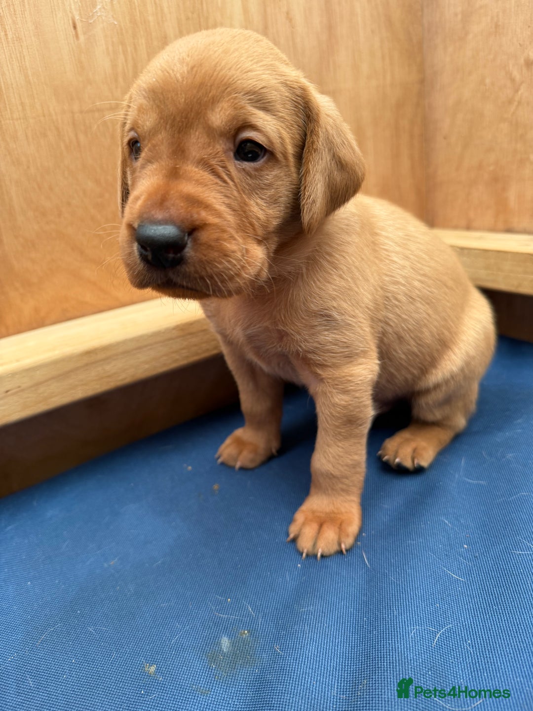 Labrador Retriever dogs for sale: Ready Now Fox Red Labrador Puppy Available  - Image 18