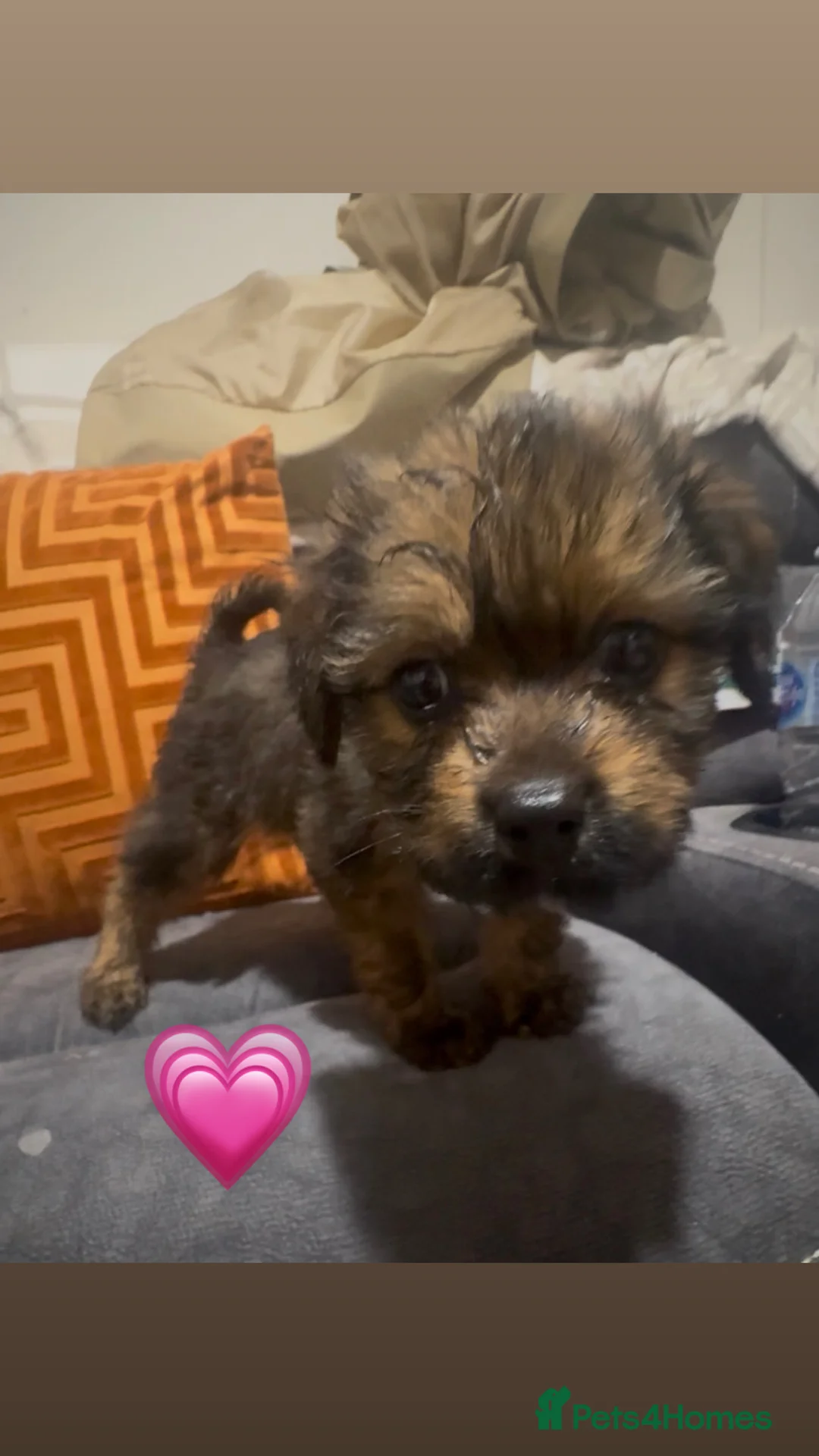 Mixed Breed dogs for sale: Rottweiler cross puppies - Advert 8