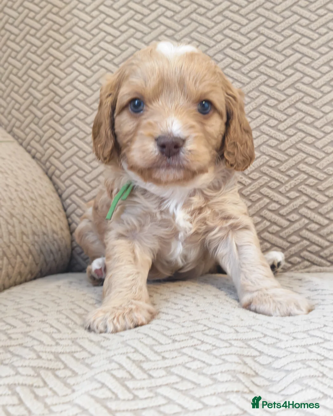 Cavapoo dogs for sale: STUNNING RARE CHOCOLATE CAVAPOO PUPPIES  - Advert 22
