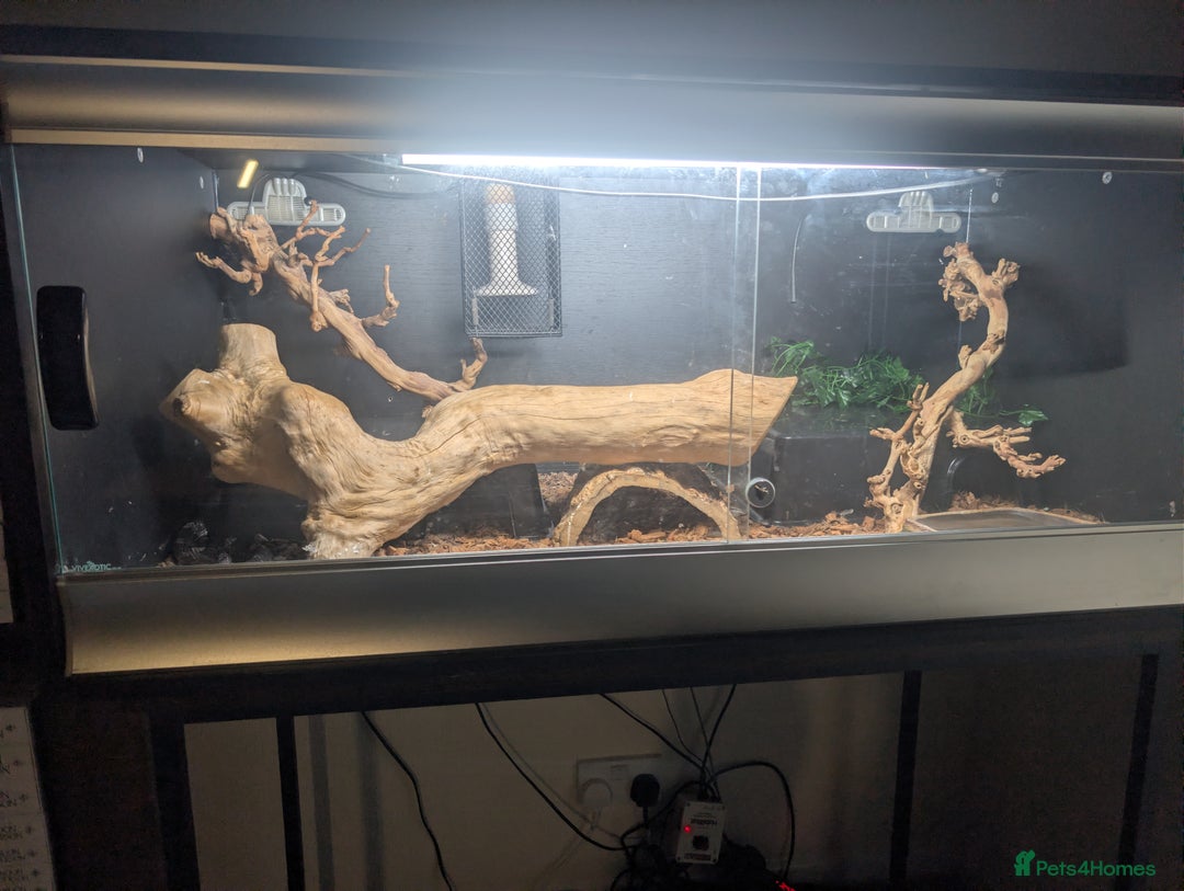 Rat Snake reptiles for sale: Black Rat Snake and 4ft Set Up - Image 5