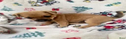 Mixed Breed dogs for sale: Jack Russell/ Yorkshire terrier puppy’s  in Pontypool - Advert 21
