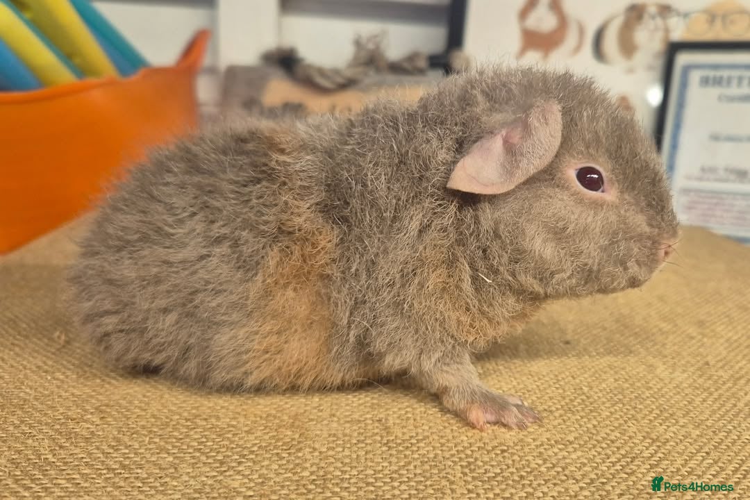 Guinea Pig rodents for sale: Baby male teddy guinea pigs - Image 4