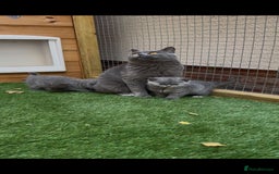British Shorthair cats for sale: *READY NOW*Stunning bsh for sale (1 BOY 💙) - Image 5