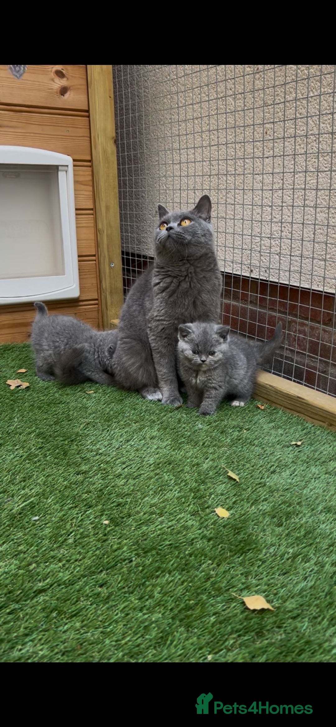 British Shorthair cats for sale: *READY NOW*Stunning bsh for sale (1 BOY 💙) - Image 5