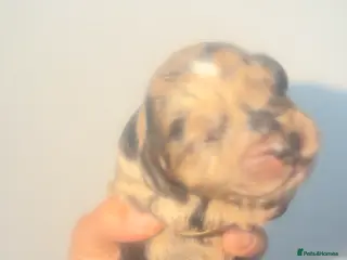 Cockapoo dogs Cockerpoo - Advert 1