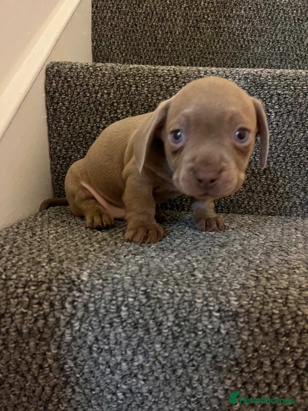 Mixed Breed dogs for sale: French Weiner Puppy's  - Advert 2