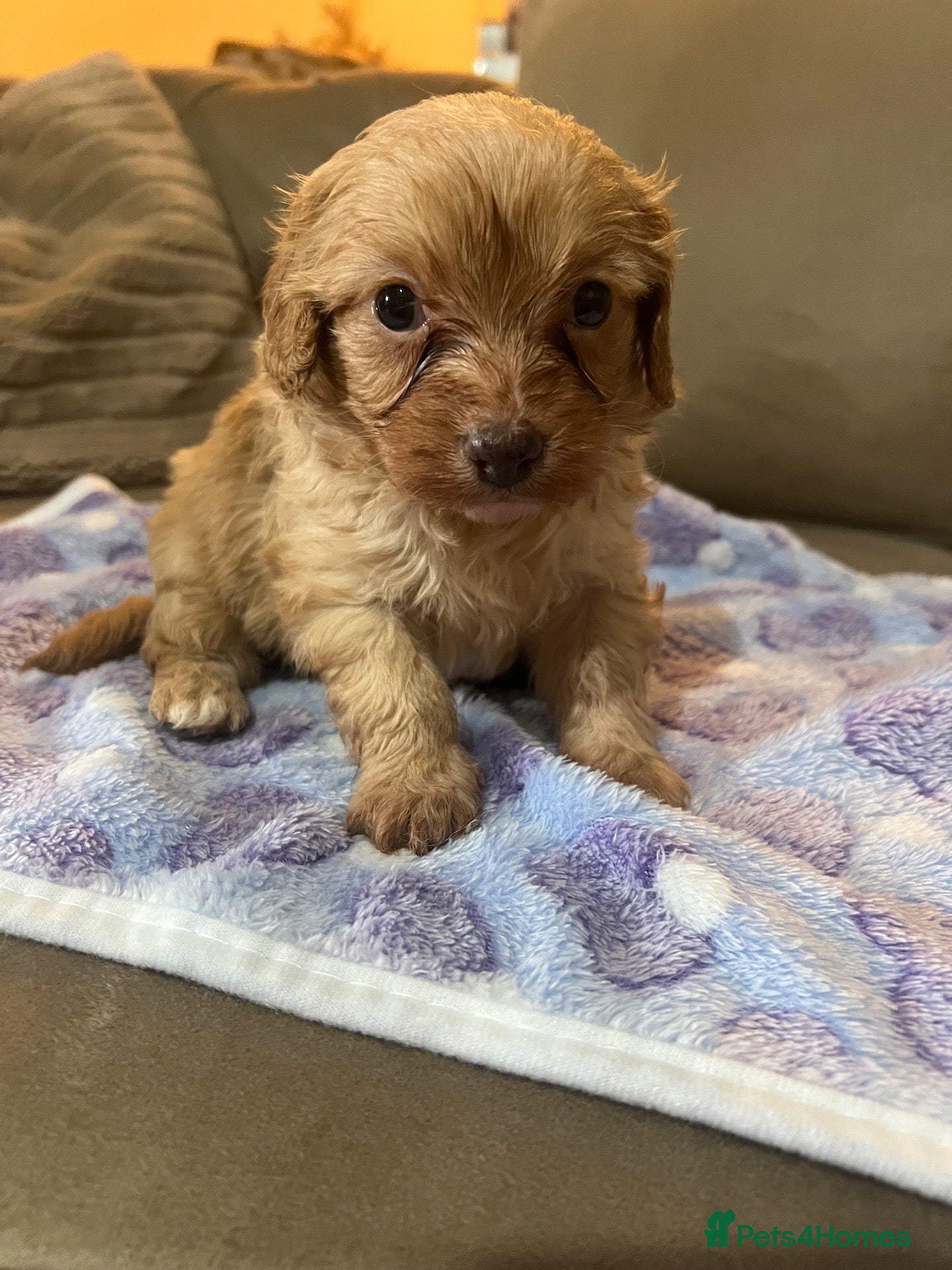 Cavapoo dogs 1 cavapoo girl 💕 - Advert 1
