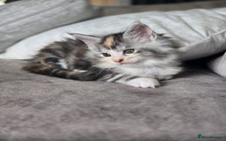 Maine Coon cats for sale: TICA Pedigree Maine Coon Kittens  - Image 26