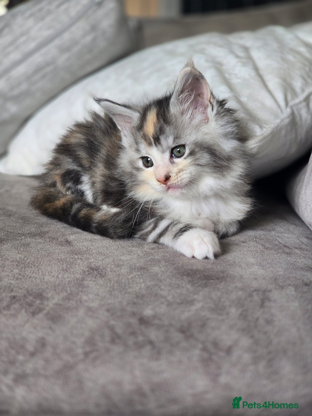 Maine Coon cats for sale: TICA Pedigree Maine Coon Kittens  - Image 26