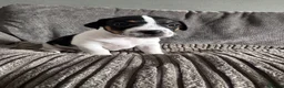 Jack Russell dogs for sale: Jack Russell  in Aylesford - Advert 12
