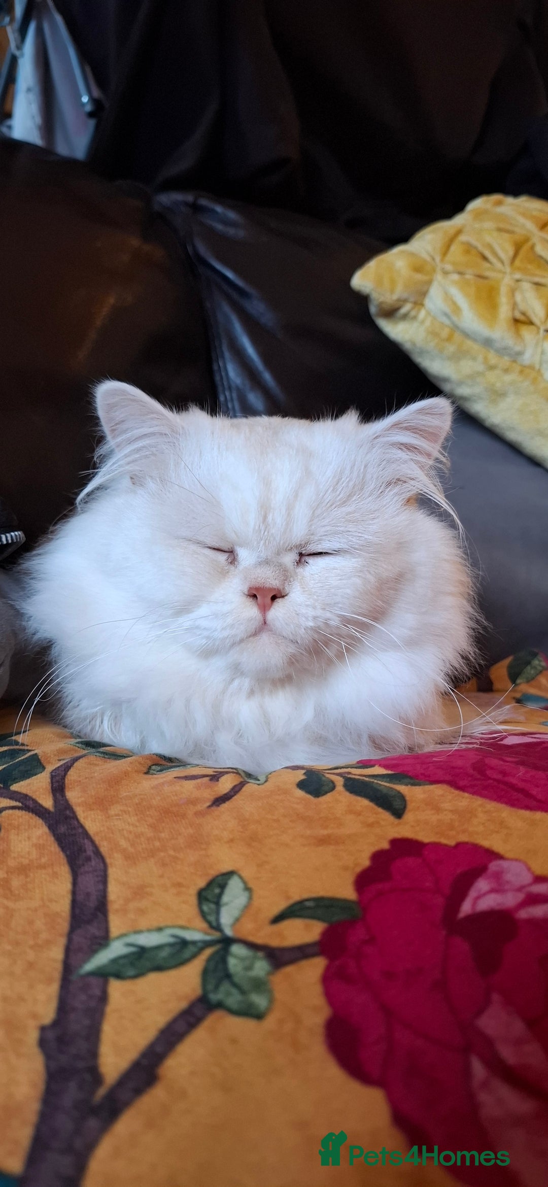 Persian cats for stud: Macaroni - Advert 2