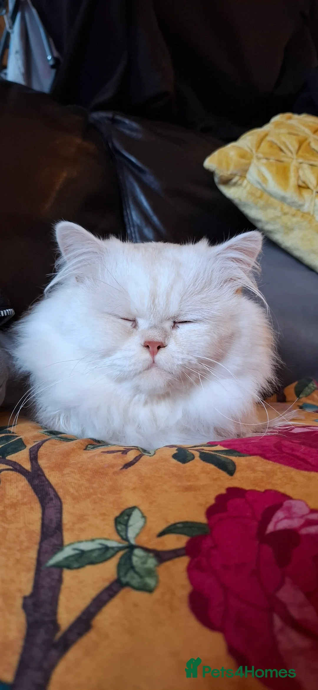 Persian cats for stud: Macaroni - Advert 2