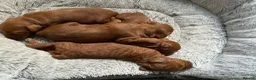 Cockapoo dogs for sale: 2 left Fox Red Stunning F2 Cockapoo  - Advert 3