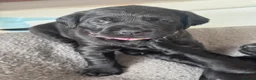 Labrador Retriever dogs for sale: KC Registered beautiful working labrador puppies in Oldham - Advert 20