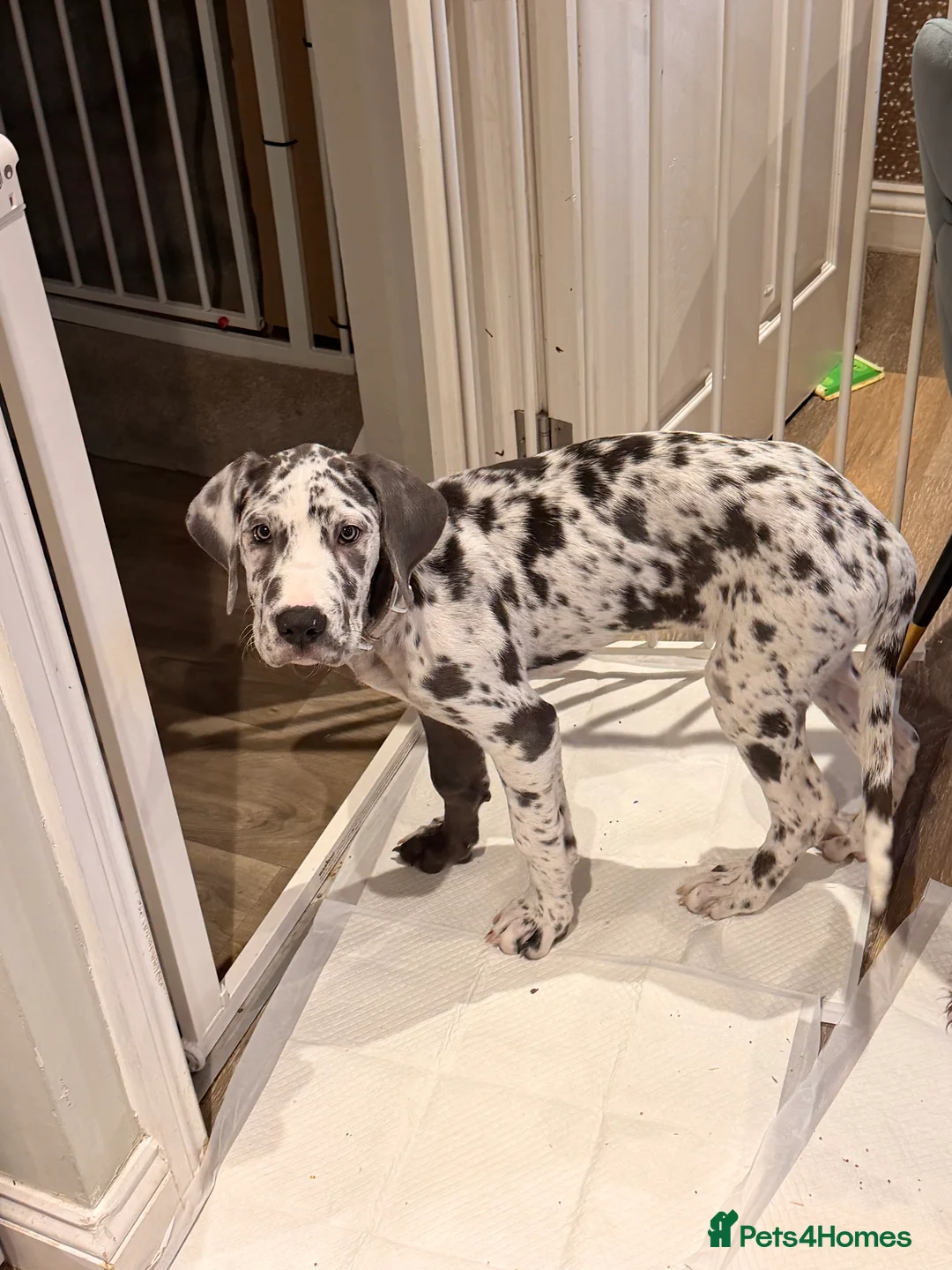 Great Dane dogs for sale: Stunning 16 week old blue harlequin female - Advert 7