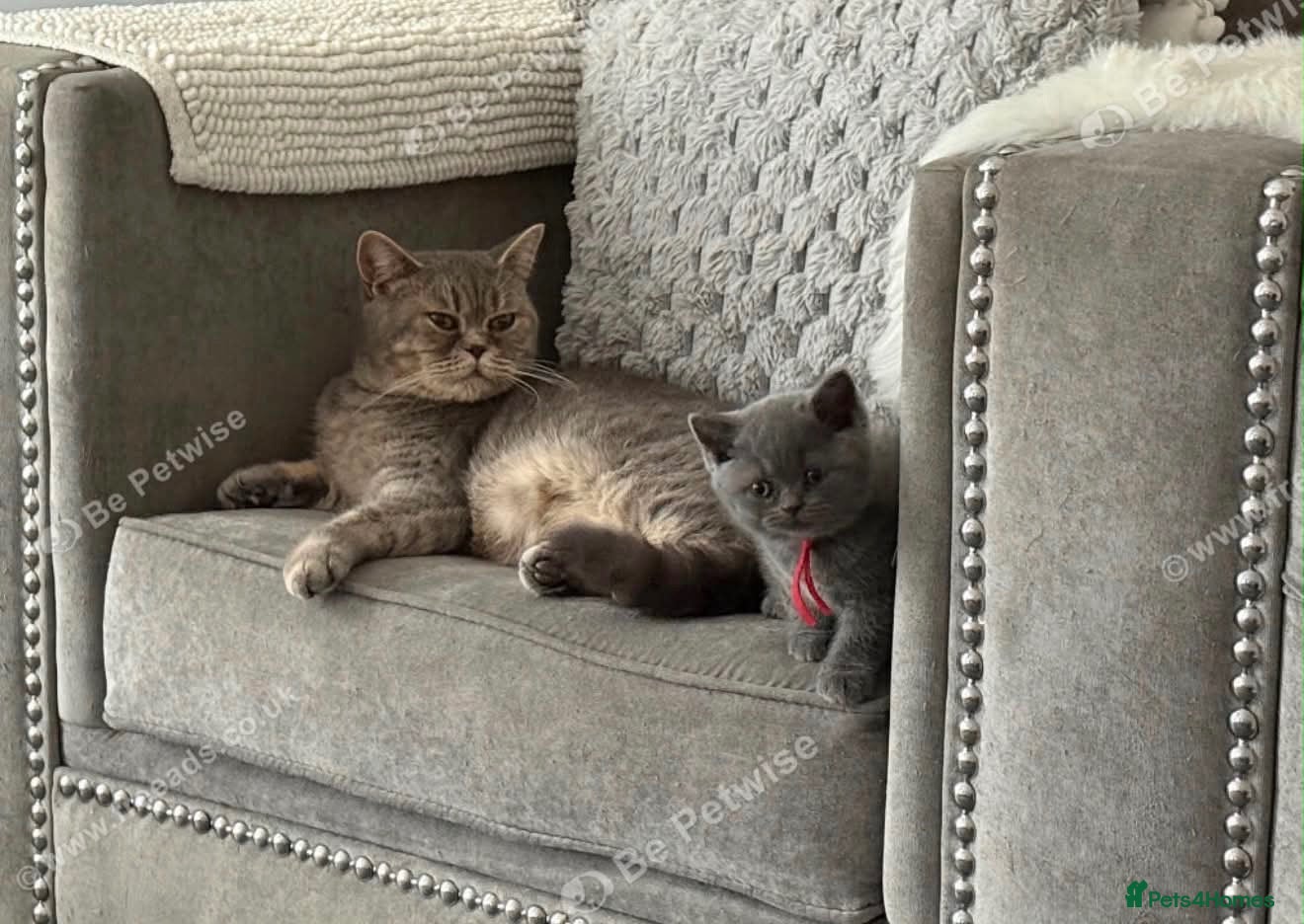 British Shorthair cats ACTIVE BSH GCCF SPOTTED TABBY GIRL - Advert 5