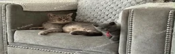 British Shorthair cats for sale: ACTIVE BSH GCCF SPOTTED TABBY GIRL - Advert 1
