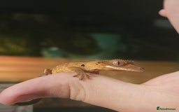 Gecko reptiles for sale: Tiger bridle dalmatian crested gecko - Image 6