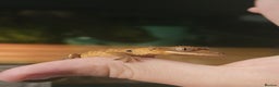 Gecko reptiles for sale: Tiger bridle dalmatian crested gecko - Advert 6