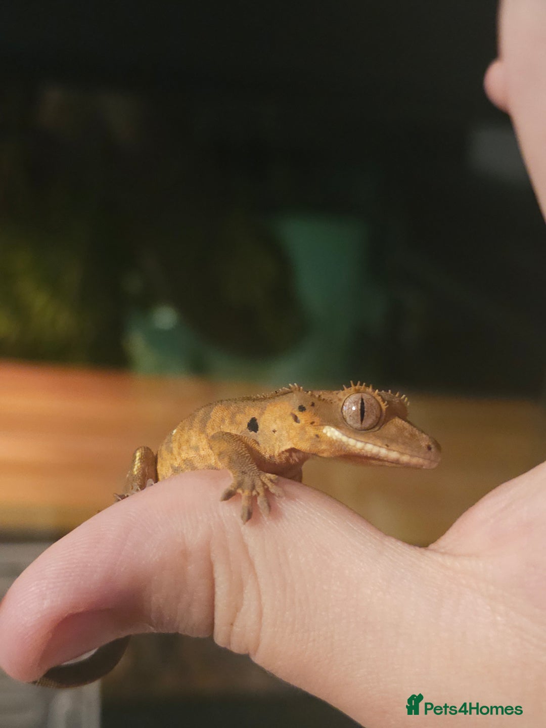 Gecko reptiles for sale: Tiger bridle dalmatian crested gecko - Image 6