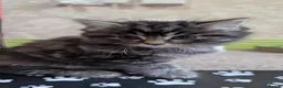 Mixed Breed cats for sale: 3 Gorgeous Tabby Kittens  in Ashford - Advert 3