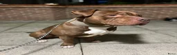 American Bully dogs for sale: Special Boy needs Rehoming - Advert 4