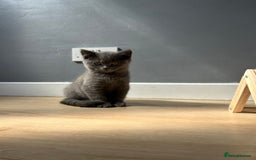 British Shorthair cats for sale: British shorthair kittens - Image 10