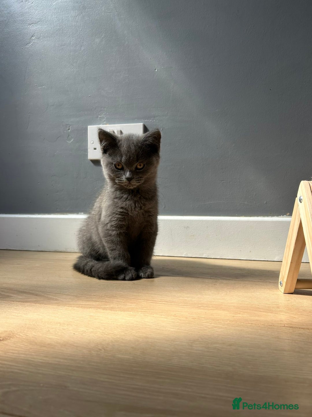 British Shorthair cats for sale: British shorthair kittens - Image 10