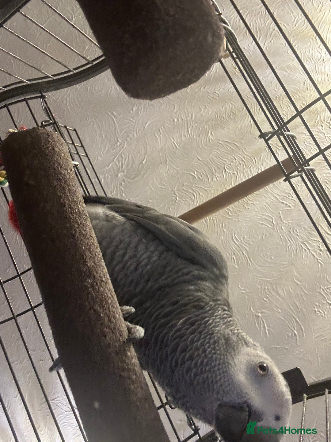 Parrots birds for sale: African grey parrot called Richie comes with cage  - Advert 5